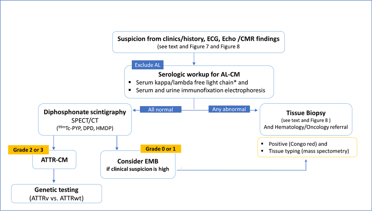 Algorithm for the diagnosis of cardiac amyloidosis