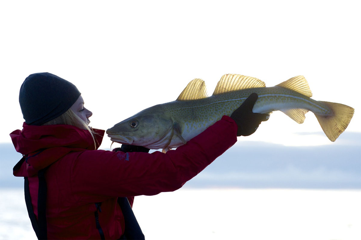 Contested Coastal Commons and Blue Spatial Justice: Enclosures, Rescaling,  and Resistance in Northern Norway - International Journal of the Commons