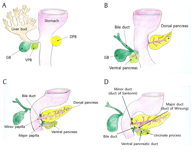 normal pancreatic duct anatomy