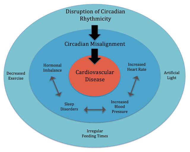 Circadian Rhythms, Exercise, and Cardiovascular Health - Journal