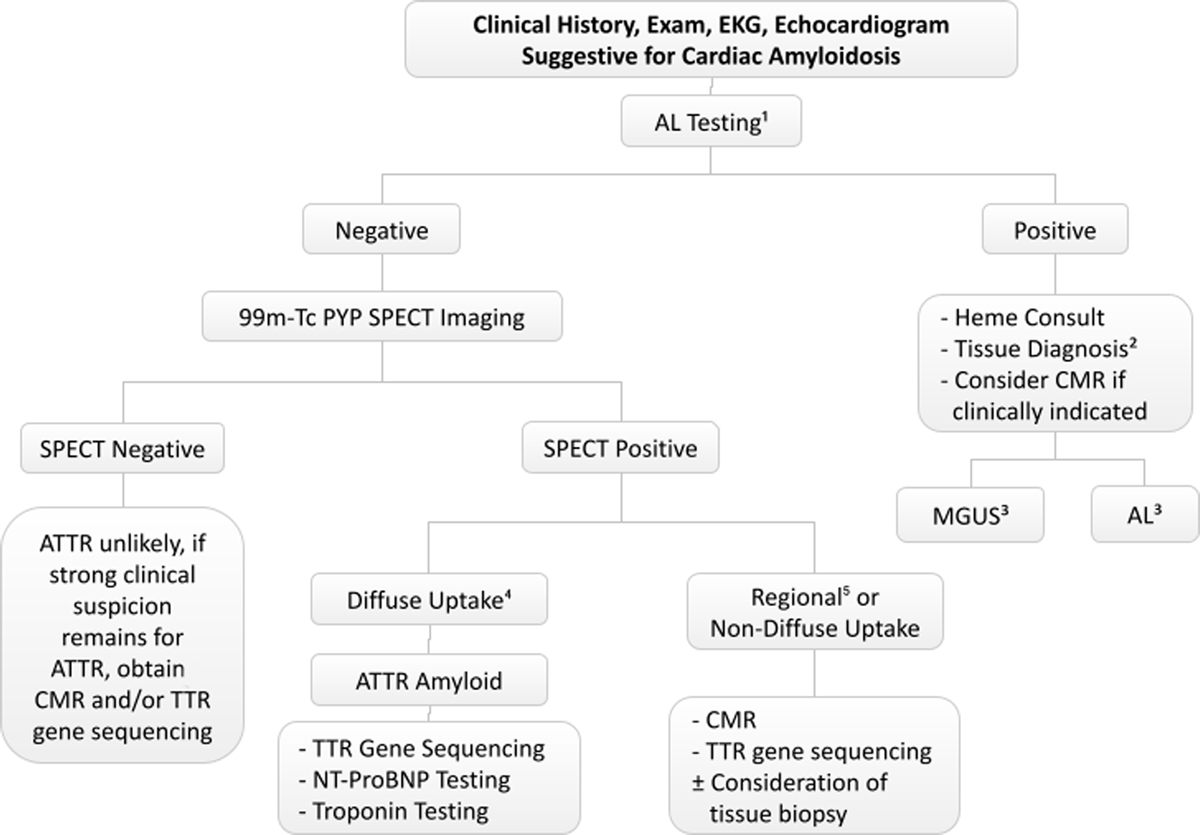 Global and Regional Variations in Transthyretin Cardiac Amyloidosis: A  Comparison of Longitudinal Strain and 99mTc-Pyrophosphate Imaging