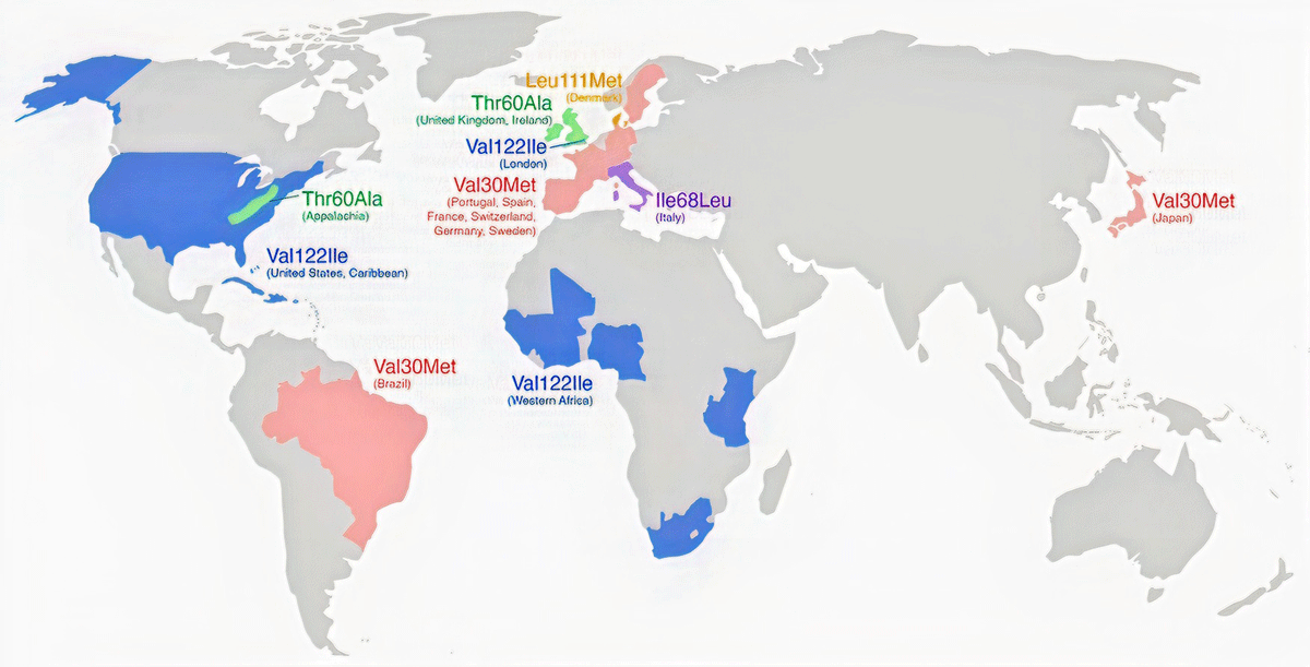 Global and Regional Variations in Transthyretin Cardiac