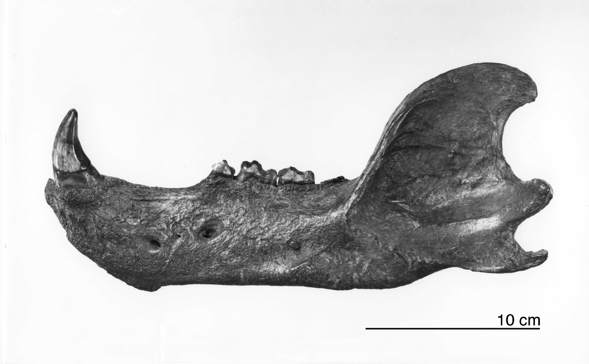 Polar Bear Fossil and Archaeological Records from the Pleistocene