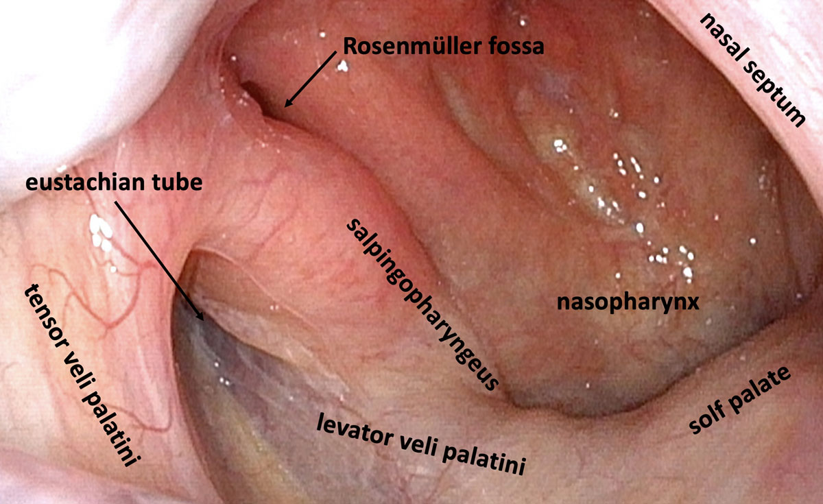 eustachian tube muscles