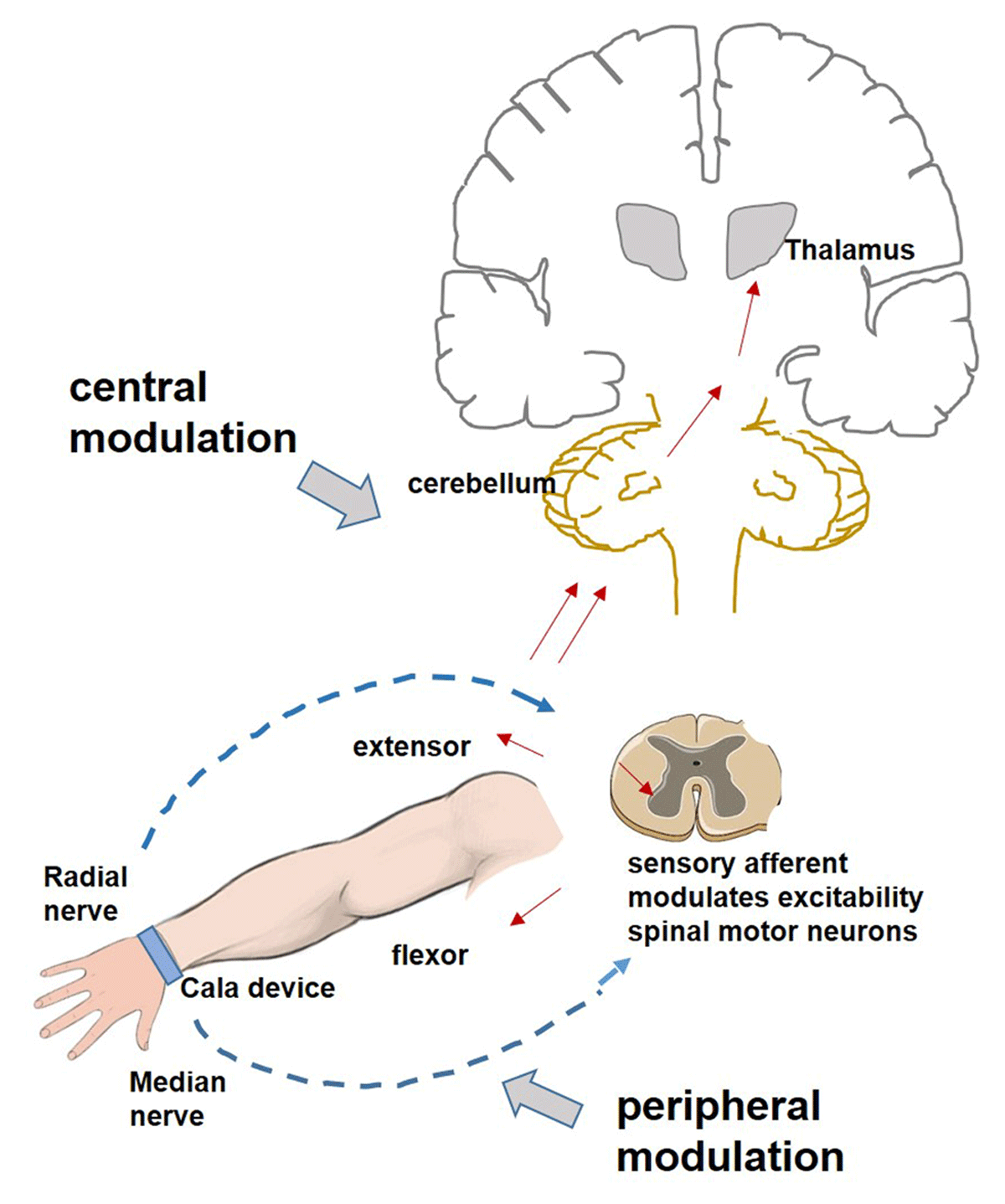 Frontiers  Intensity and Dose of Neuromuscular Electrical Stimulation  Influence Sensorimotor Cortical Excitability