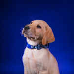 4. สามารถใช้งานคอมพิวเตอร์ได้ดี