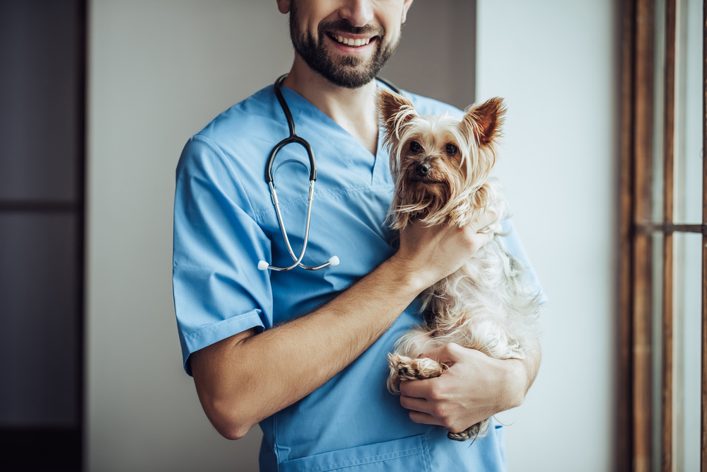 how much money does your average veterinarian make