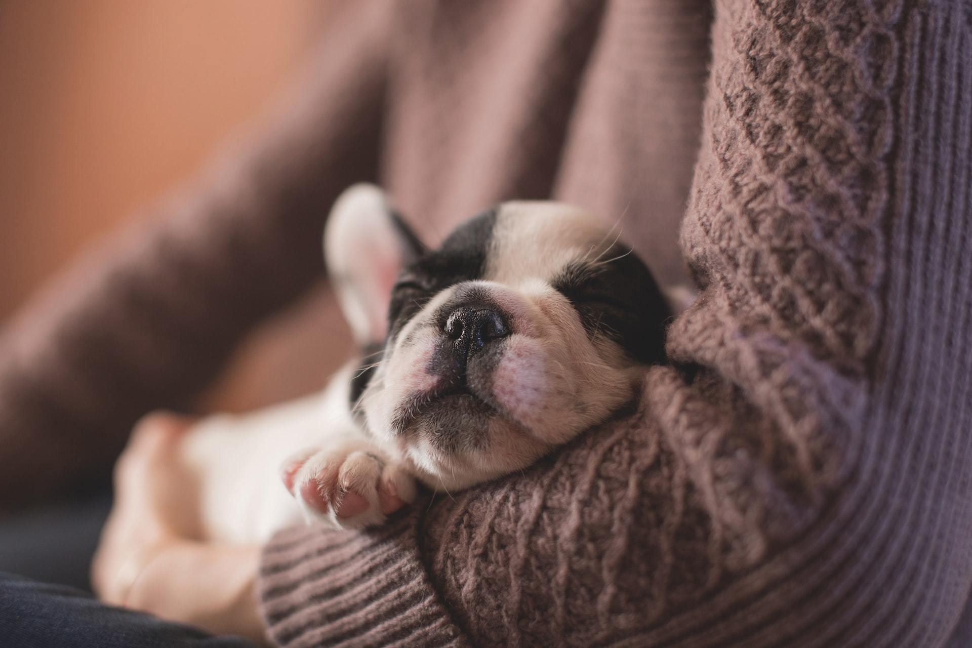 A happy dog resting in a person's arms.