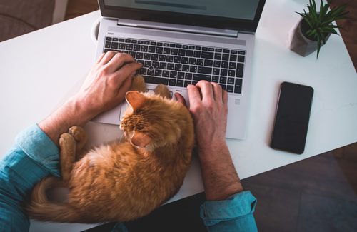 man-working-with-cat
