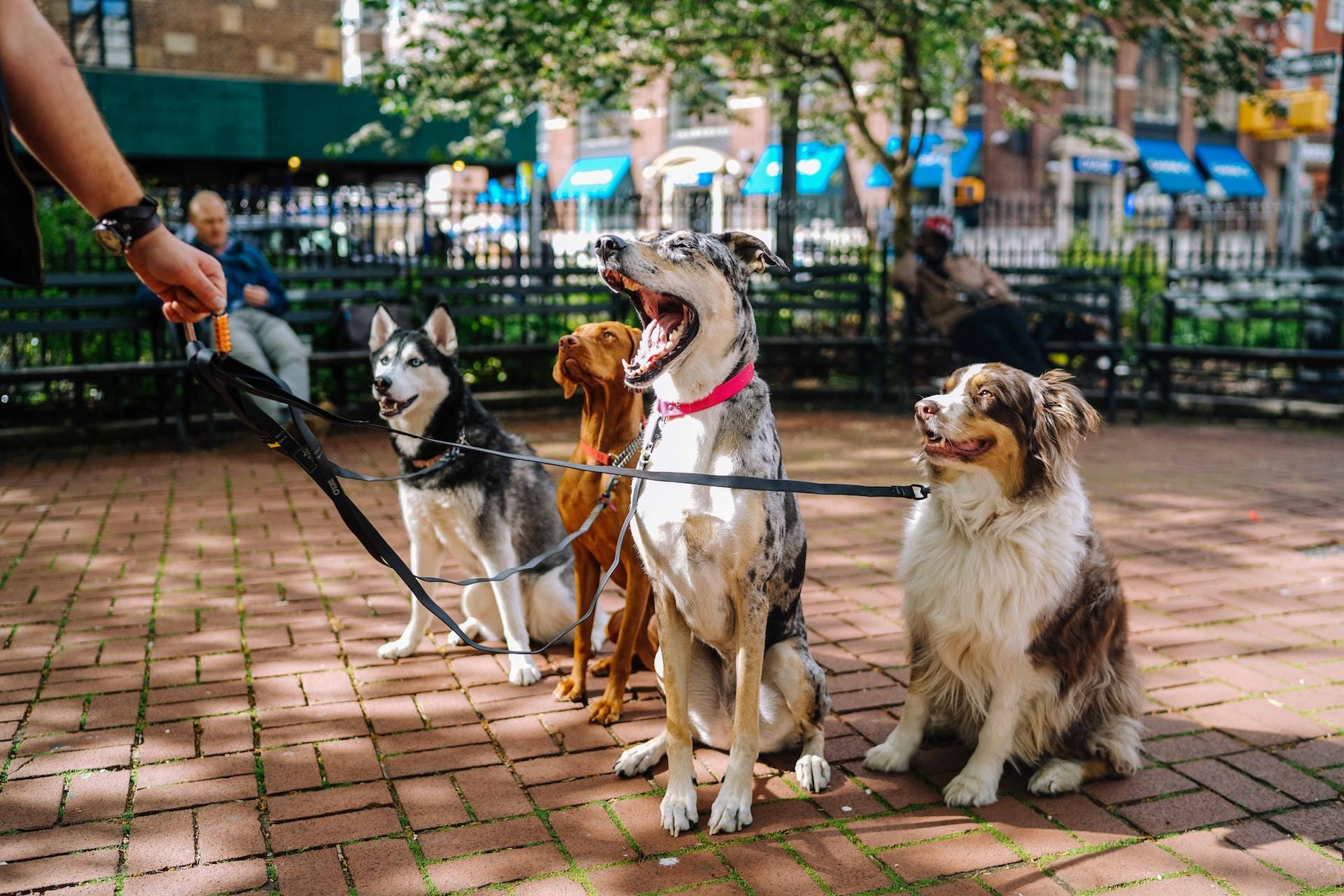 A single hand holding the leashes of four dogs sitting in a park.