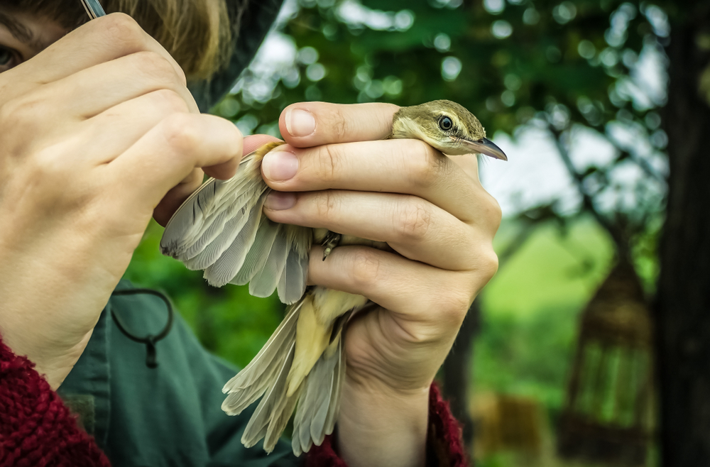 Zoologist inspecting the feathers of a small bird.