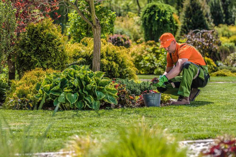 man-landscaping-flower-bed