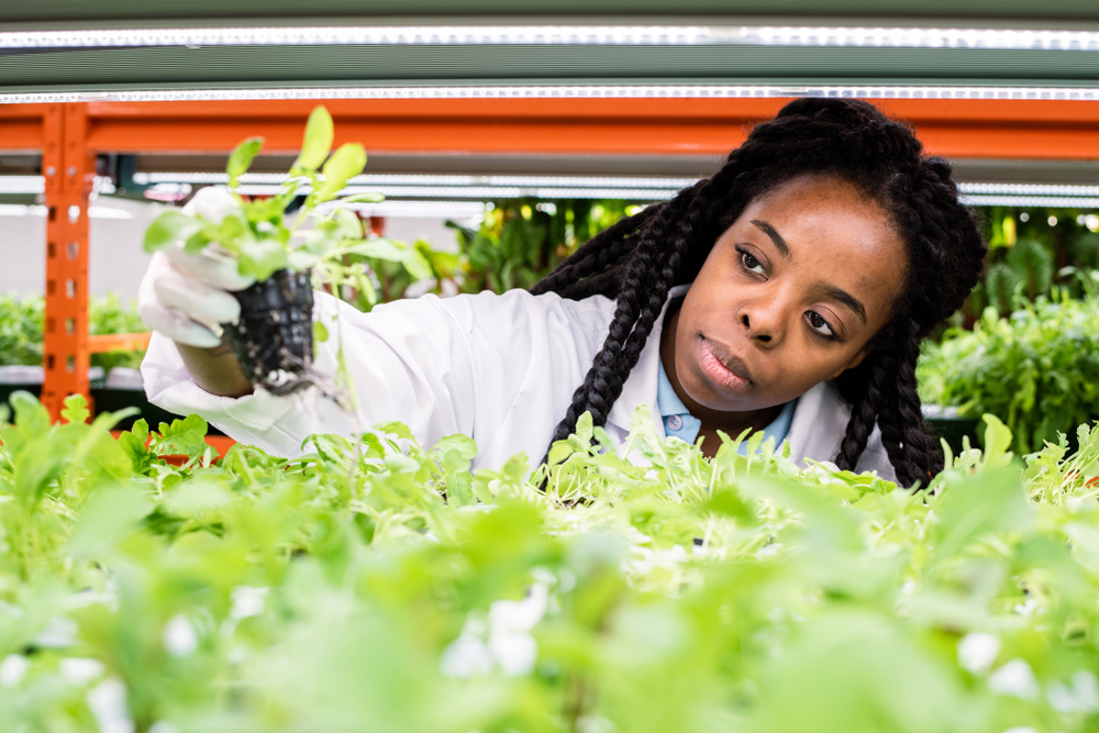 Female biologist taking green seedlings from shelf while doing research of new sorts of plants in a greenhouse.