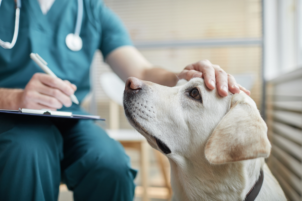 Close-up of a white Labrador dog at vet clinic with male veterinarian stroking his head.