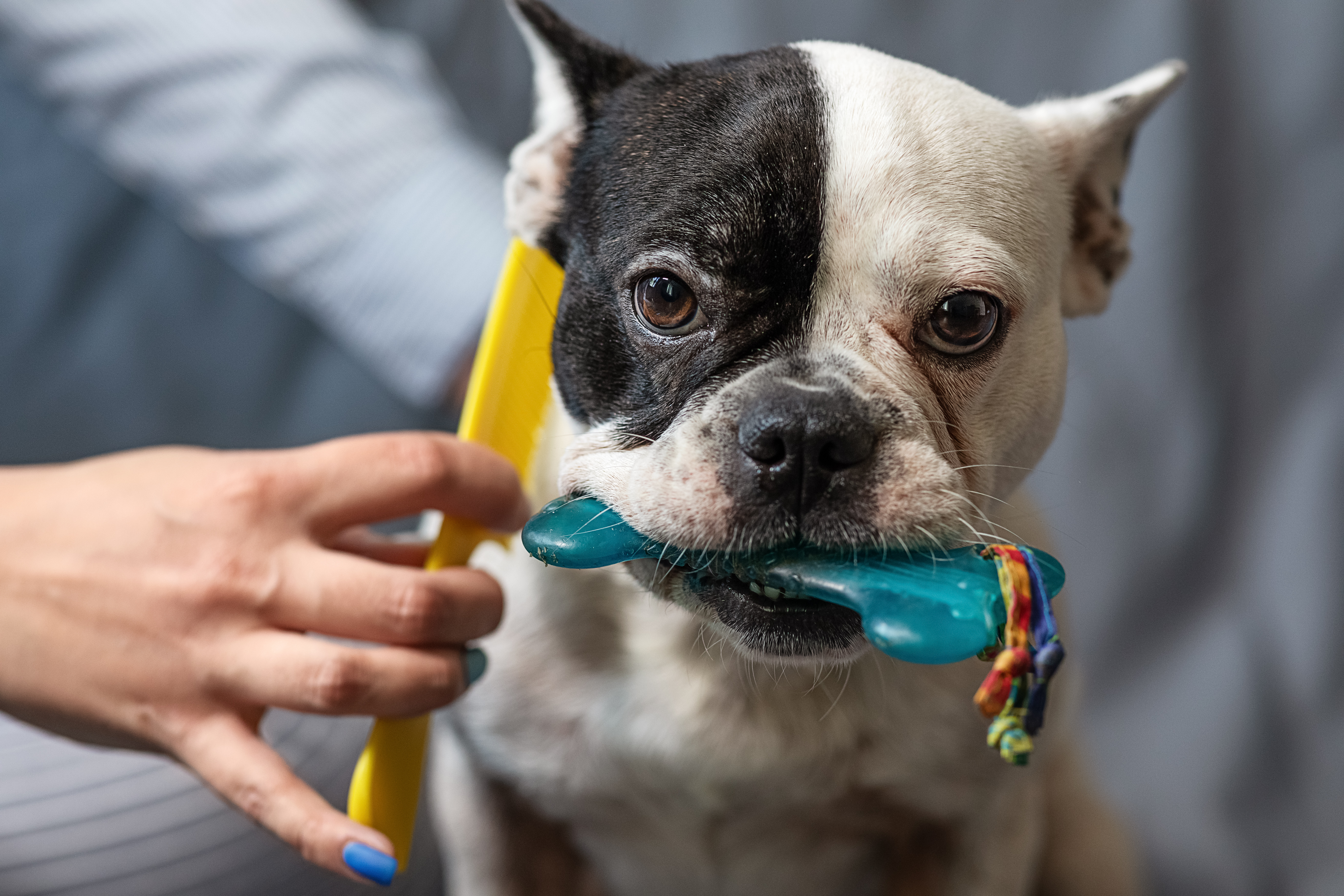 dog-being-groomed