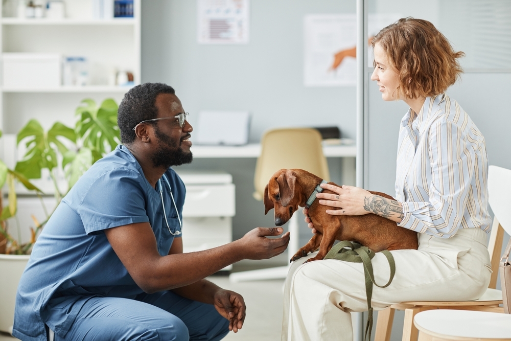 Happy young pet owner consulting with African-American male veterinarian in blue medical scrubs.