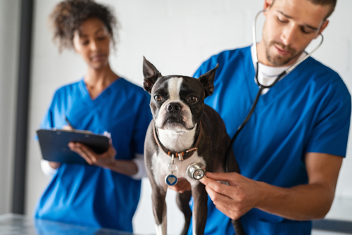 Training at vet school.