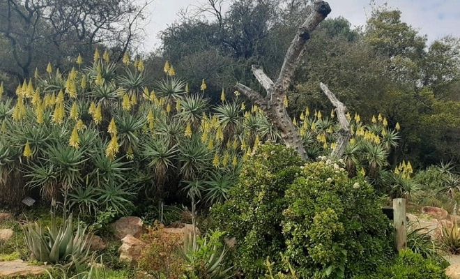 Walter Sisulu Botanical Gardens