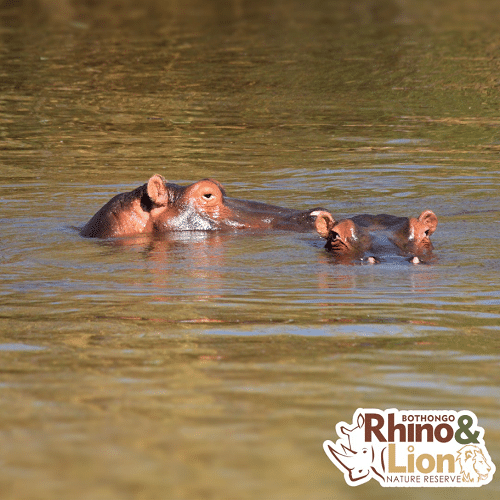 ultimate safari rhino and lion reserve