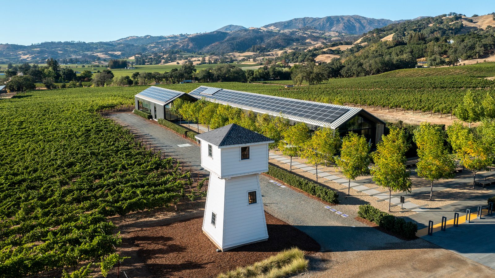 vineyard