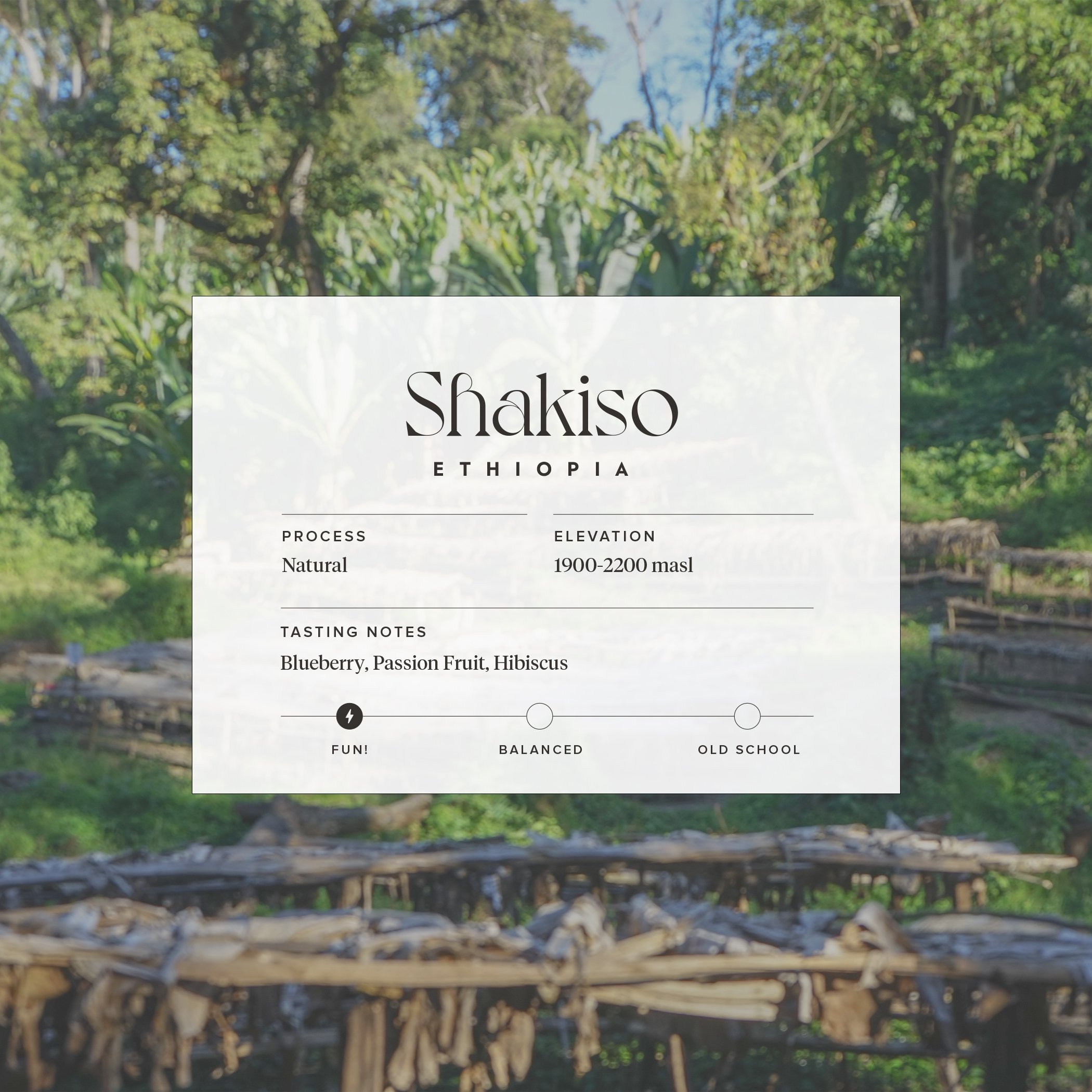 Coffee bag artwork for Shakiso