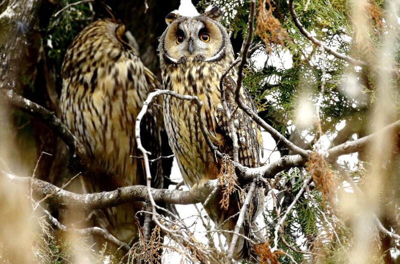 Felhívás - erdei fülesbagoly telelőhelyek országos lakossági felmérése 2026. január 23-26. 