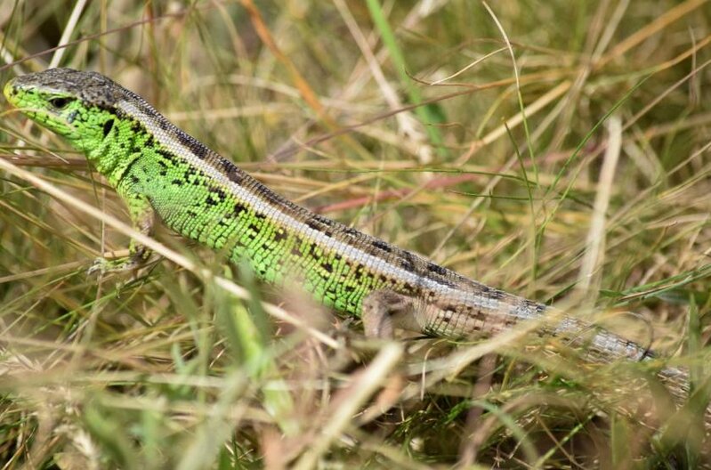 2026 év hüllője - a fürge gyík