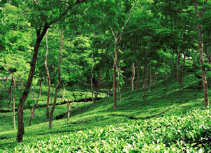 There are several gardens in Assam which have taken their names from the sites in their neighbourhood, where battles were fought during the time of ‘AHOM’ dynasty. Numalighur is one of them, which has definite monuments of this former civilization. Sometime during the various conflicts between the AHOM and KACHARI Kings, the KACHARIS were defeated and AHOM King took princess ‘NUMALI’, a KACHARI princess as captive. He built a ‘GHUK (FORT) and resided there with her for sometime. This King, however, abandoned princess ‘NUMALI’ and eventually returned to his own capital. Aggrieved at her desertion, the princess committed suicide by drowning herself in the adjoining marshes of BEHORA. <br><br>

                Records say, 12 acres of tea was planted in 1852-53, 22 acres in 1855, 34 acres in 1856 and 150 acres in 1857. The estate was purchased by Jorehaut Tea Company in 1859 for a sum of £ 18,000. <br><br>

                Today, it is one of the largest estates in this area. Most of the original planting done at NUMALIGHUR during the British Indian days have been replanted with scientifically developed better quality seeds as vegetatively grown clonal plants that has helped Numalighur achieve a quality of black tea which is considered one of the top quality products of the country. <br><br>
                <div class='rightPanel'>
	        
                    <h2 class='text-center'>Garden Location</h2>
                    <p class='text-center'><img src='https://storage.googleapis.com/jorehauttea.appspot.com/Images/map2.jpg'  width='599' height='444' class='alignnone size-full wp-image-211 ' /></p>
                    <table width='100%' border='0' cellspacing='0' cellpadding='0'>
                        <tbody>
                        <tr>
                        <td align='left' valign='top'>Nearest Town</td>
                        <td align='left' valign='top'>Golaghat</td>
                        <td align='right' valign='top'>38 KM</td>
                        </tr>
                        <tr>
                        <td align='left' valign='top'>Distance from :</td>
                        <td align='left' valign='top'></td>
                        <td align='right' valign='top'></td>
                        </tr>
                        <tr>
                        <td align='left' valign='top'>Airport</td>
                        <td align='left' valign='top'>Jorhat</td>
                        <td align='right' valign='top'>60 KM</td>
                        </tr>
                        <tr>
                        <td align='left' valign='top'>Railway Station </td>
                        <td align='left' valign='top'>Jorhat (Mariani)</td>
                        <td align='right' valign='top'>70 KM </td>
                        </tr>
                        <tr>
                        <td align='left' valign='top'>National Highway </td>
                        <td align='left' valign='top'>No. 39</p>
                        <p> No. 37</td>
                        <td align='right' valign='top'>00 KM </p>
                        <p>0.1KM</td>
                        </tr>
                        </tbody>
                        </table>
                        <h3><b>Place of Tourist Interest:</b></h3>
                        <table width='100%' border='0' cellspacing='0' cellpadding='0'>
                        <tbody>
                        <tr>
                        <td align='left' valign='top'>Kaziranga National Park (A world Heritage Site)</td>
                        <td align='right' valign='top' width='100'>20 KM</td>
                        </tr>
                        <tr>
                        <td align='left' valign='top'>Shiv Temple at Numalighur </td>
                        <td align='right' valign='top'>04 KM</td>
                        </tr>
                        <tr>
                        <td align='left' valign='top'>The Most Technically Advanced Refinery of India-<br />(Numalighur Refinery Limited)  </td>
                        <td align='right' valign='top'>13 KM</td>
                        </tr>
                        </tbody>
                        </table>
                                    </div>