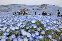 「ネモフィラ満開、水色に染まる丘　ひたち海浜公園、530万本」の画像