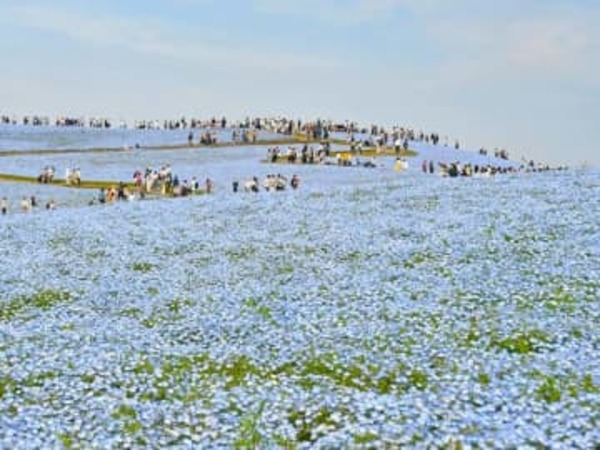 「見渡す限り青の世界 “ネモフィラ”が満開に！茨城県の国営ひたち海浜公園 （茨城県 ひたちなか市）」の画像