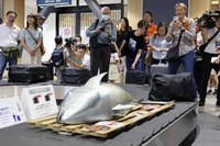 「空港ターンテーブルにマグロ出没　青森、日航整備士のアイデア」の画像