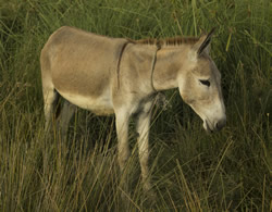 Columbia Donkey Fucking