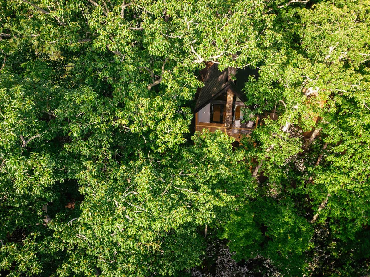 Image 3 of The Forestry House - A modern luxury treehouse.