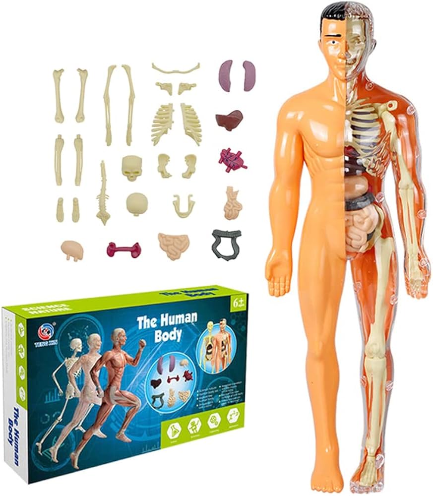 full body parts toy