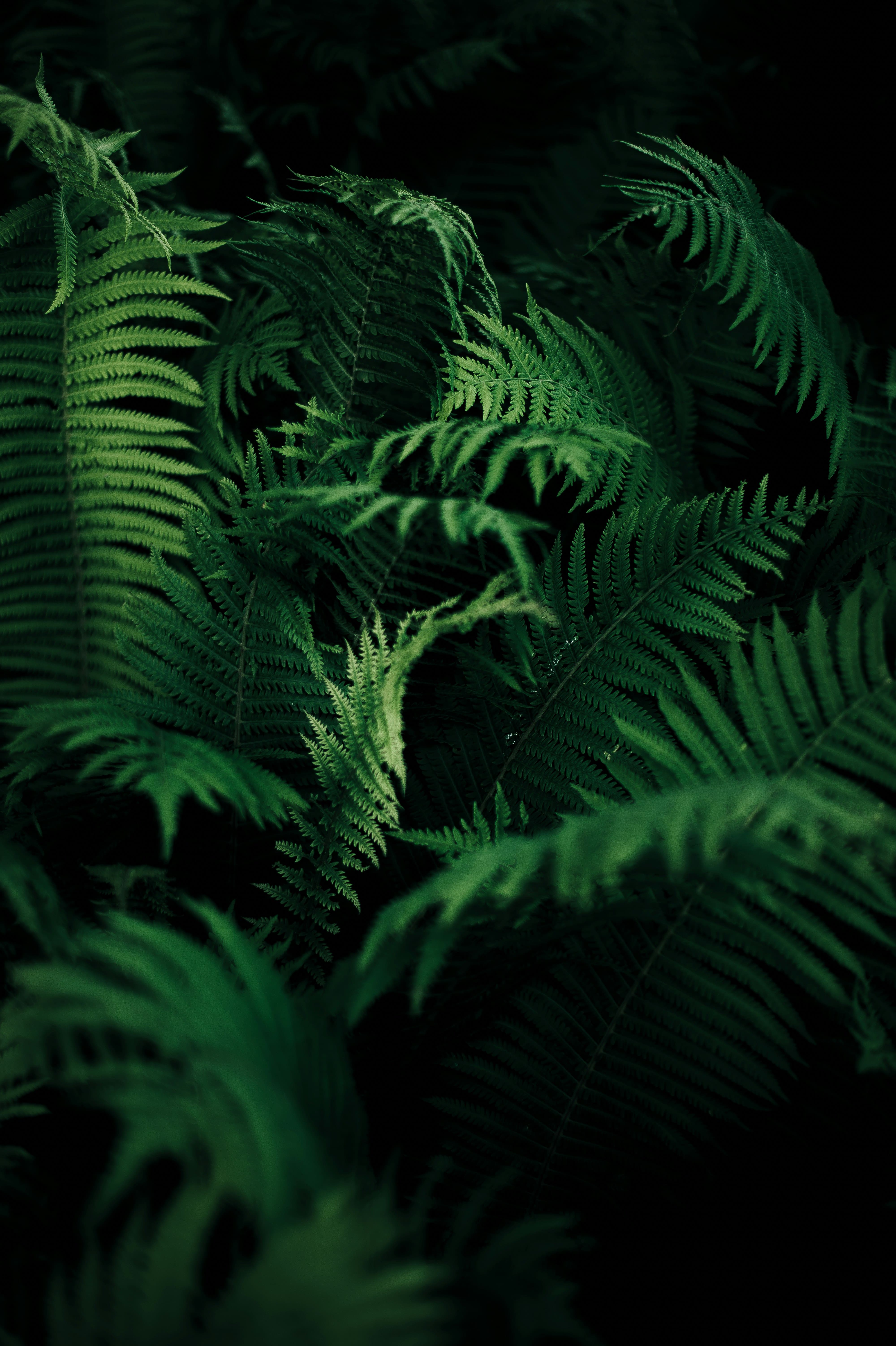 Forest Leaves