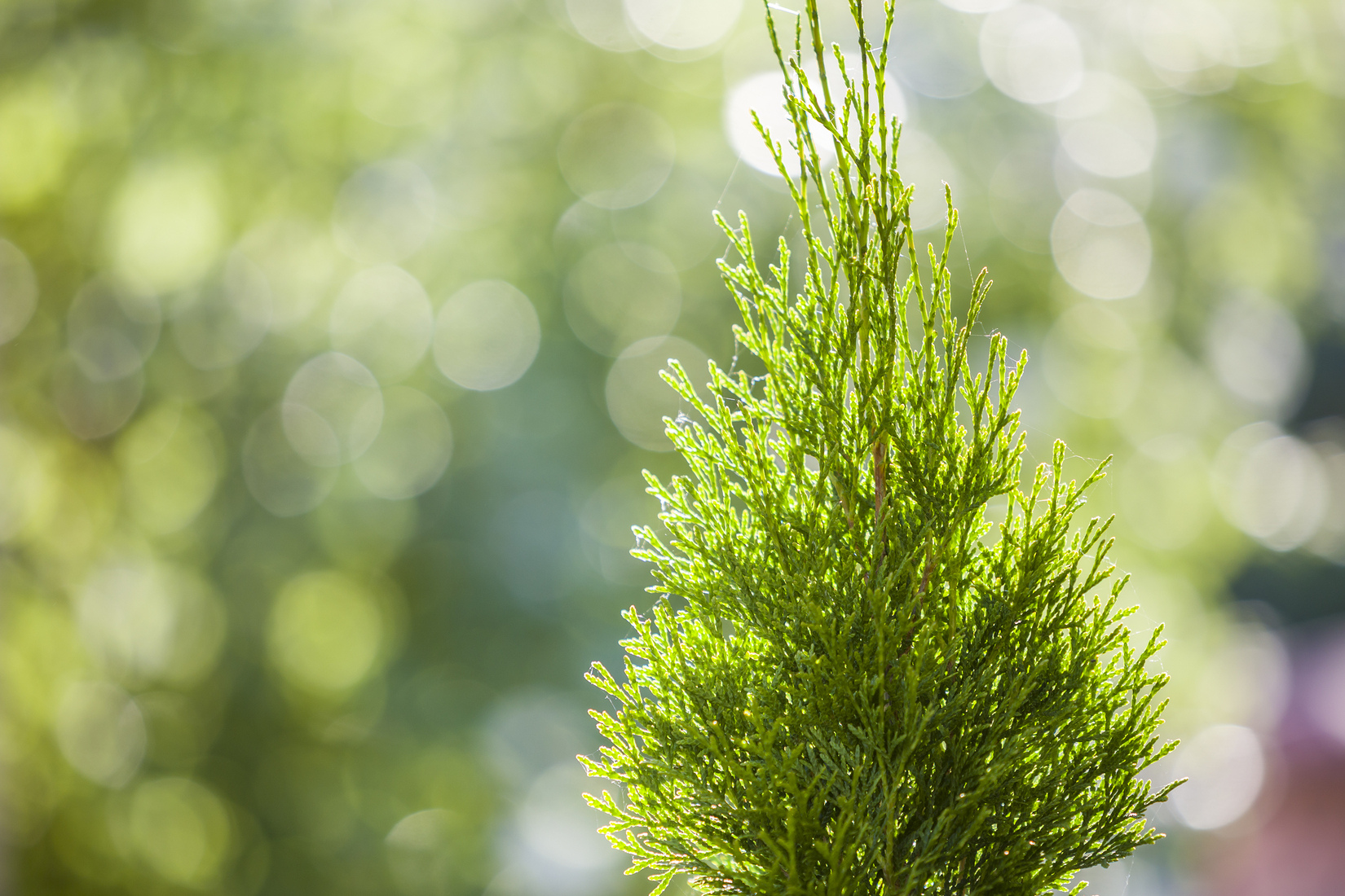 “Elite” trees absorb more carbon dioxide by growing faster