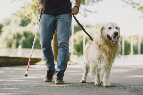 A robot-suitcase that might replace guide dogs