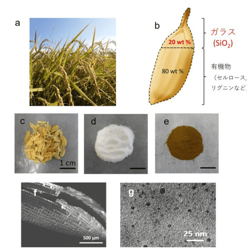 稲の「もみ殻」からシリコン粉末を抽出し、発光する「シリコン量子ドット」（右下の写真）を生成するまでの一連のプロセス&nbsp; &nbsp; &nbsp;広島大学 提供
