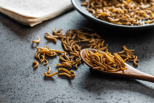 Japan gets the bug for insect cuisine