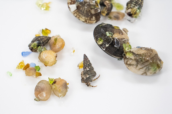 Creatures on glass beaches.&nbsp; &nbsp; &nbsp; &nbsp; https://sdgs.yahoo.co.jp