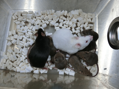 A black female mouse, nicknamed “Dorami,” was cloned using freeze-dried cells. The white mouse is an ordinary male mouse that successfully mated with Dorami.&nbsp; &nbsp; &nbsp;Source: University of Yamanashi