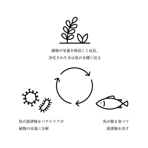 An image of an aquaponics cycle, whereby plants, fish and bacteria support and feed each other.&nbsp; &nbsp; &nbsp; Source: Agriko