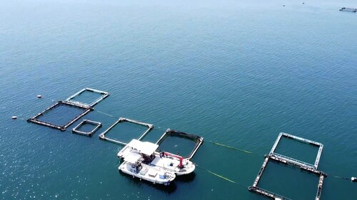 Ocean sea pens for raising "sakura masu," more commonly known as cherry salmon.&nbsp; &nbsp; &nbsp;Source: Smolt<br>