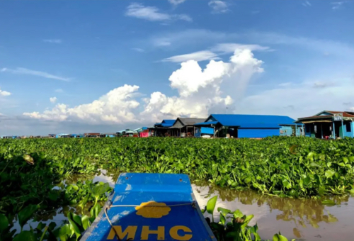 Water hyacinth growing on Tonle Sap Lake. Located around five kilometers north of the Cambodia capital, Phnom Penh, it is the nation’s largest lake. &nbsp; &nbsp; Source: Sunwaspa