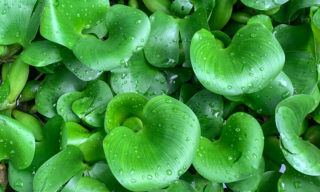 Recycling weeds just the tonic