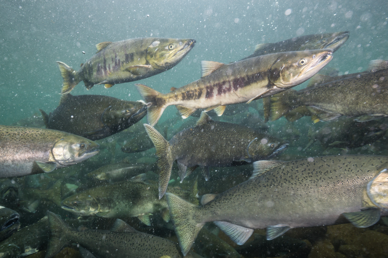 Farming sea fish on land