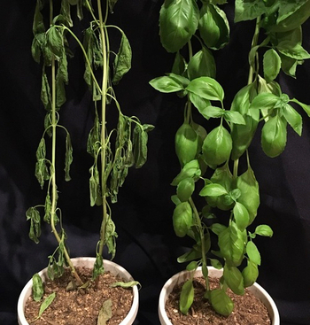 Two basil plants after going unwatered for 40 days. The plant on the right was given Skeepon.       Source: Ac-Planta