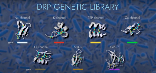 DRP遺伝子ライブラリのイメージ。遺伝子を一部改変して多種のDRPを作成する。&nbsp; &nbsp; &nbsp;Veneno Technologies 提供<br>
