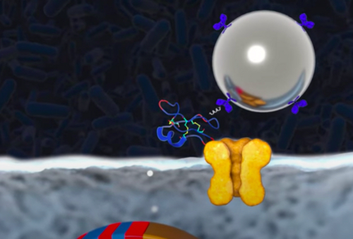 DRPs and target molecules such as ion channels can be simultaneously expressed on the inner membrane of E. coli for efficient screening. &nbsp; &nbsp; Source: Veneno Technologies