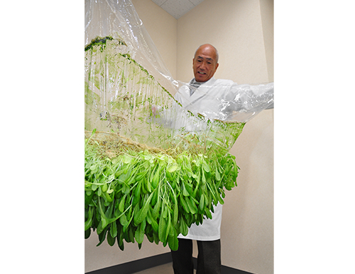 特殊な膜の上で育つ植物（写真は創業者の森有一代表取締役会長）。&nbsp; &nbsp; &nbsp; メビオール 提供